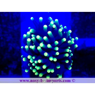Euphyllia g. Rasta WYSIWYG 05032025-4