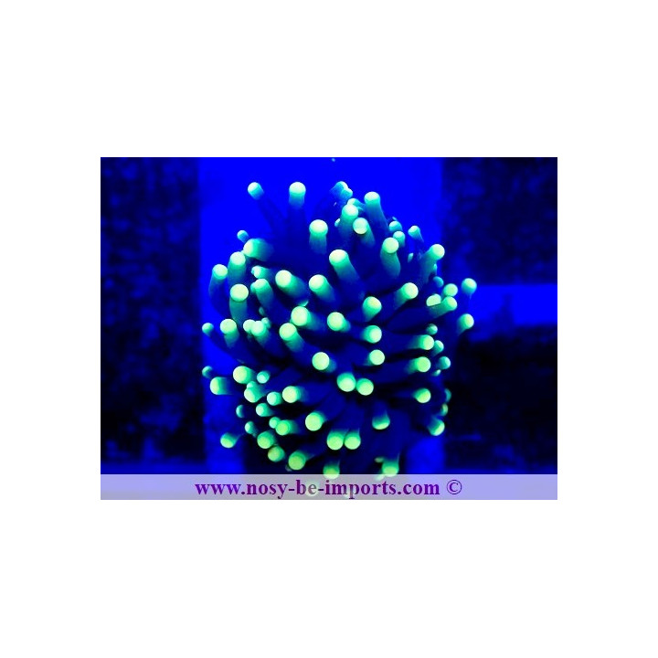 Euphyllia g. Rasta WYSIWYG 05032025-4