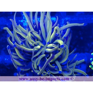 Euphyllia glabrescens WYSIWYG 05032025-5