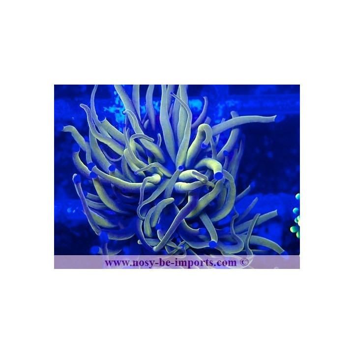 Euphyllia glabrescens WYSIWYG 05032025-5