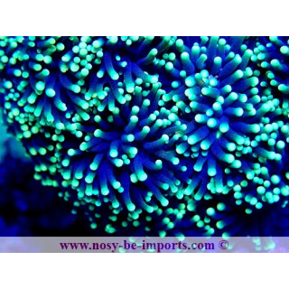Euphyllia g. Rasta WYSIWYG 05032025-8
