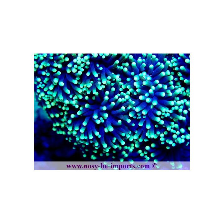 Euphyllia g. Rasta WYSIWYG 05032025-8