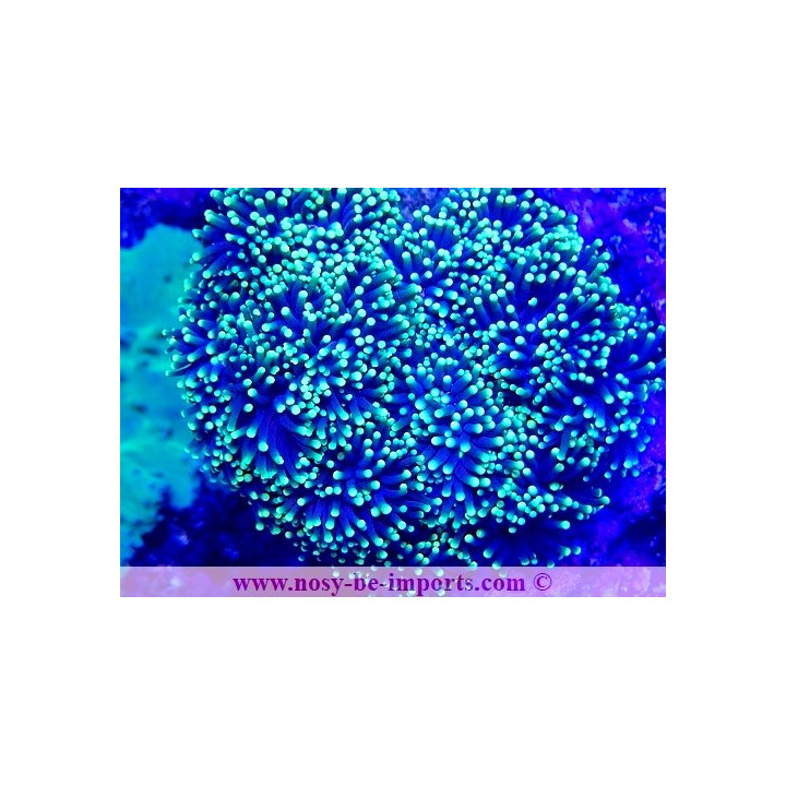 Euphyllia g. Rasta WYSIWYG 05032025-8