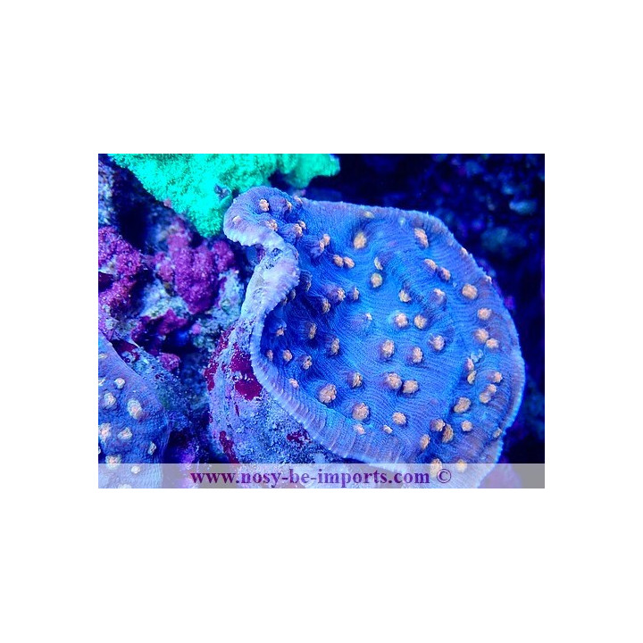 Mycedium robokaki WYSIWYG 05032025-9