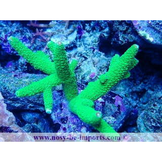 Acropora papillare WYSIWYG 05032025-10