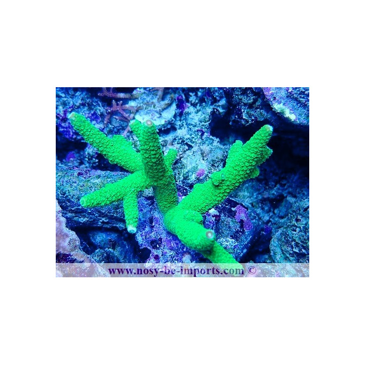 Acropora papillare WYSIWYG 05032025-10