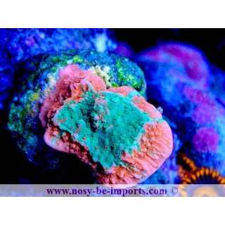 Montipora sp. WYSIWYG 05032025-13