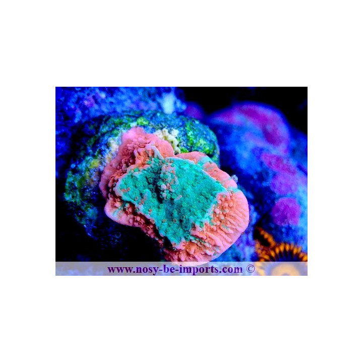 Montipora sp. WYSIWYG 05032025-13
