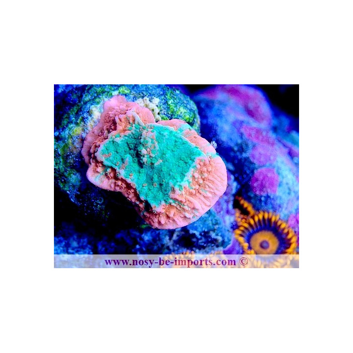 Montipora sp. WYSIWYG 05032025-13