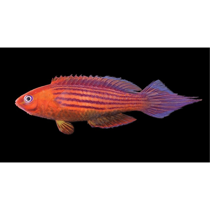 Cirrhilabrus earlei
