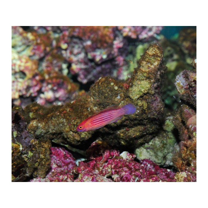 Cirrhilabrus earlei