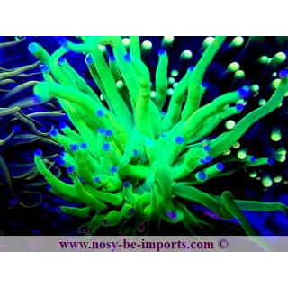 Euphyllia glabrescens WYSIWYG 14032025-1