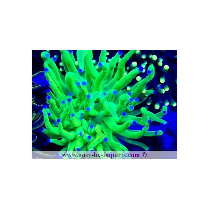 Euphyllia glabrescens WYSIWYG 14032025-1