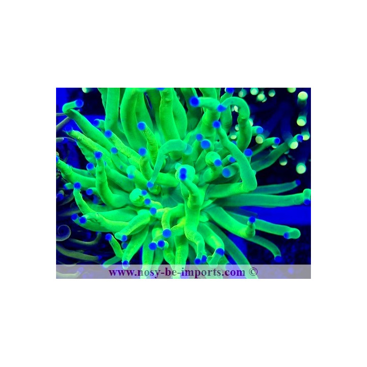 Euphyllia glabrescens WYSIWYG 14032025-1