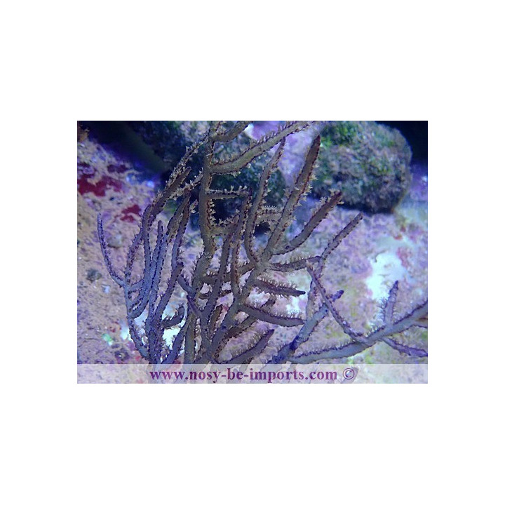 Pterogorgia anceps WYSIWYG 14032025-9