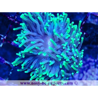 Euphyllia glabrescens WYSIWYG 14032025-10