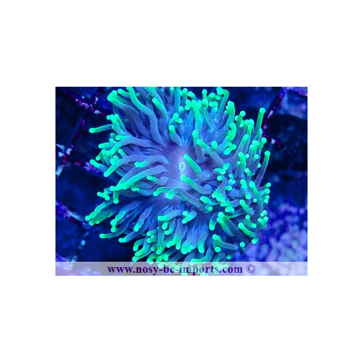 Euphyllia glabrescens WYSIWYG 14032025-10