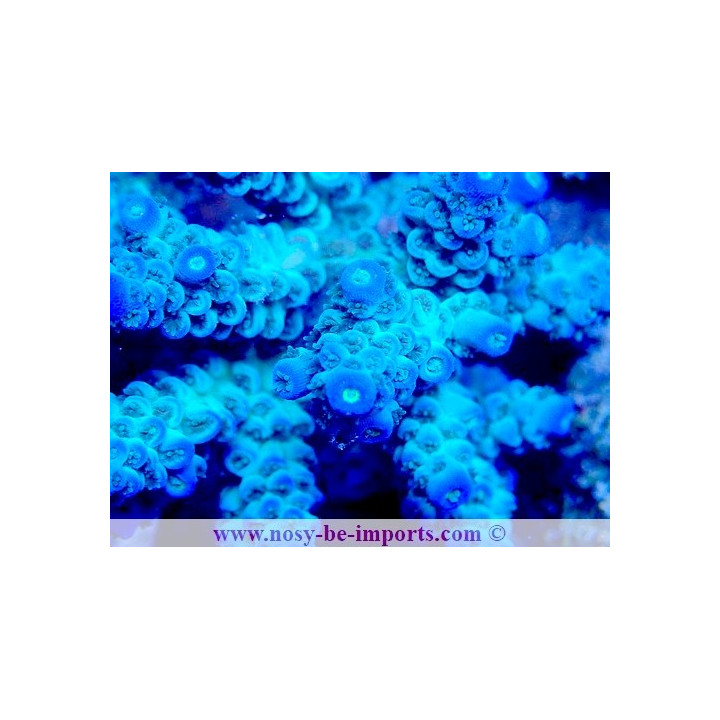 Acropora tenuis WYSIWYG 14032025-13