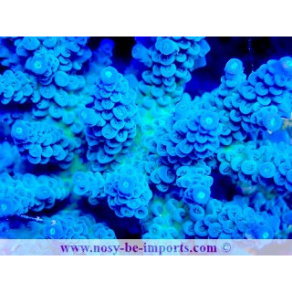 Acropora tenuis WYSIWYG 14032025-13