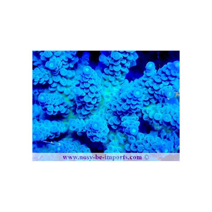 Acropora tenuis WYSIWYG 14032025-13