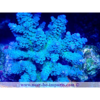 Acropora tenuis WYSIWYG 14032025-14