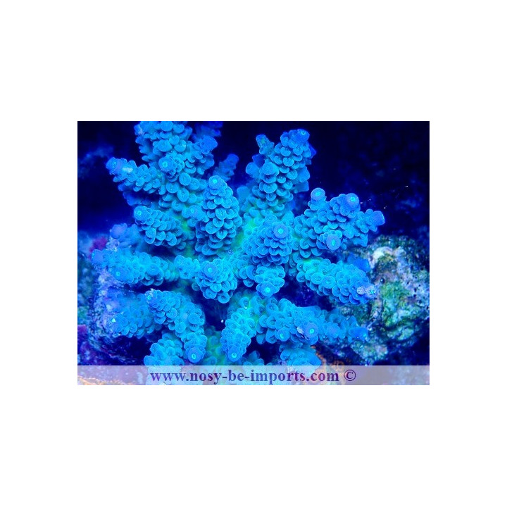 Acropora tenuis WYSIWYG 14032025-14