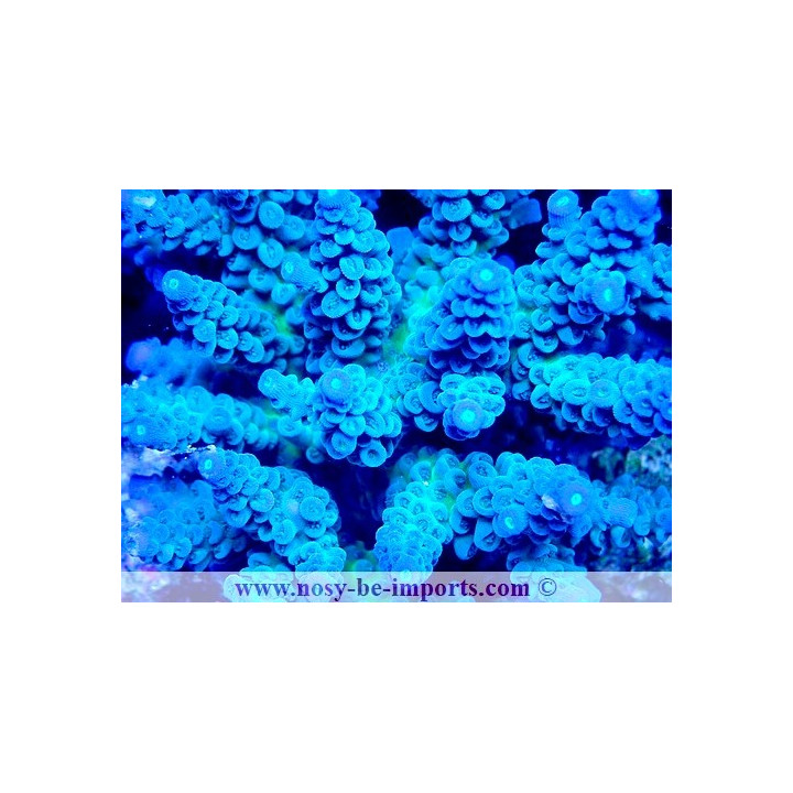 Acropora tenuis WYSIWYG 14032025-14