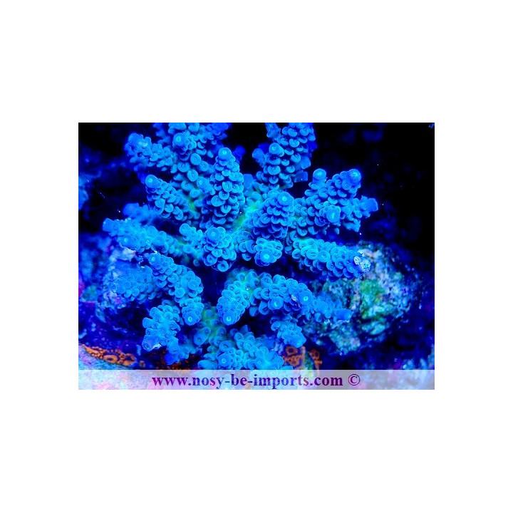 Acropora tenuis WYSIWYG 14032025-14