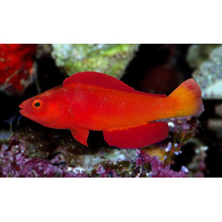 Cirrhilabrus shutmani