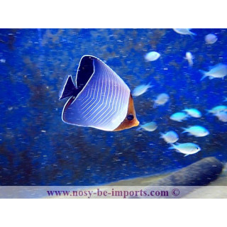 Chaetodon larvatus