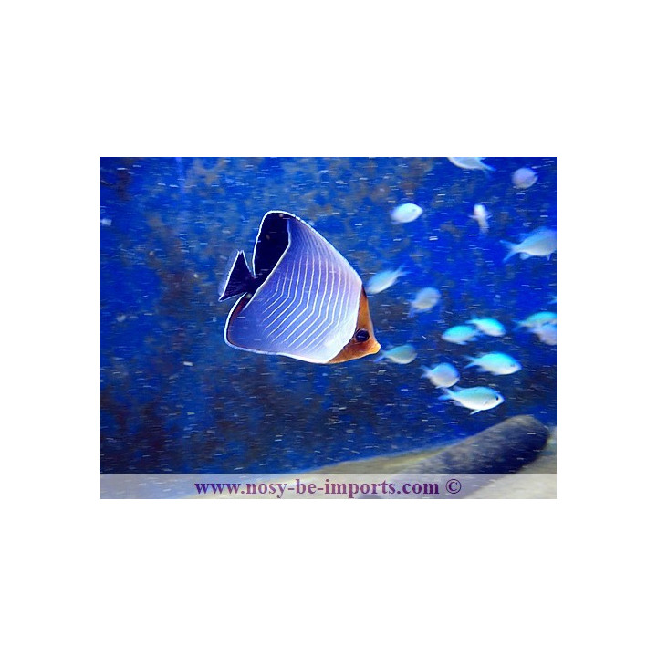 Chaetodon larvatus