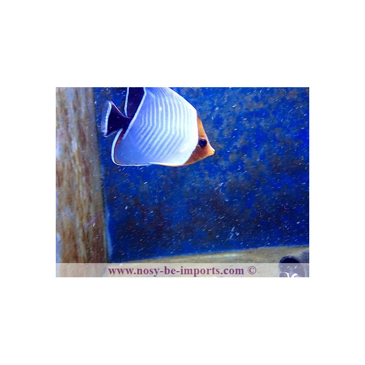 Chaetodon larvatus