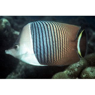 Chaetodon mesoleucos