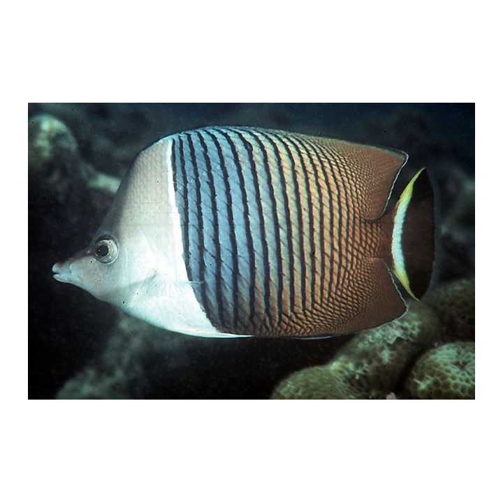 Chaetodon mesoleucos