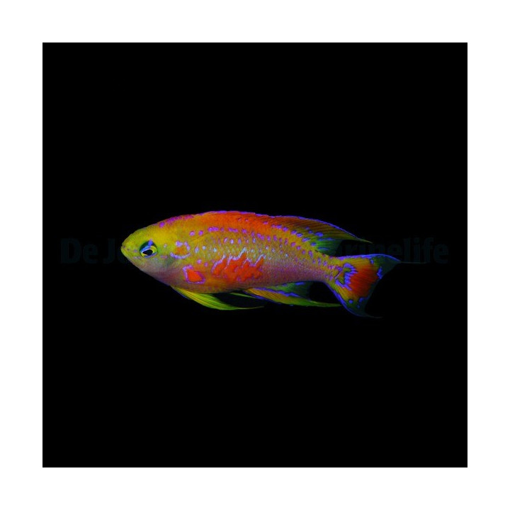 Pseudanthias ventralis Australie