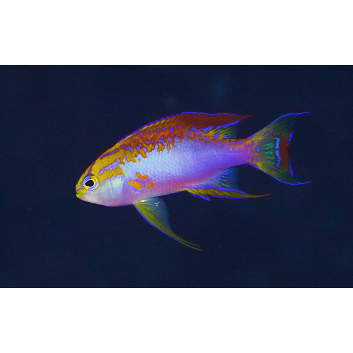 Pseudanthias ventralis Australie