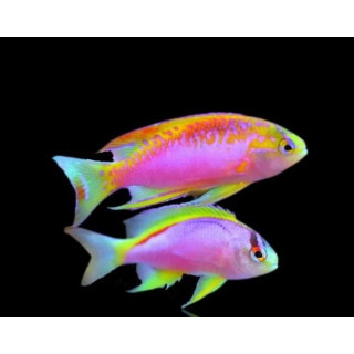 Pseudanthias ventralis Australie