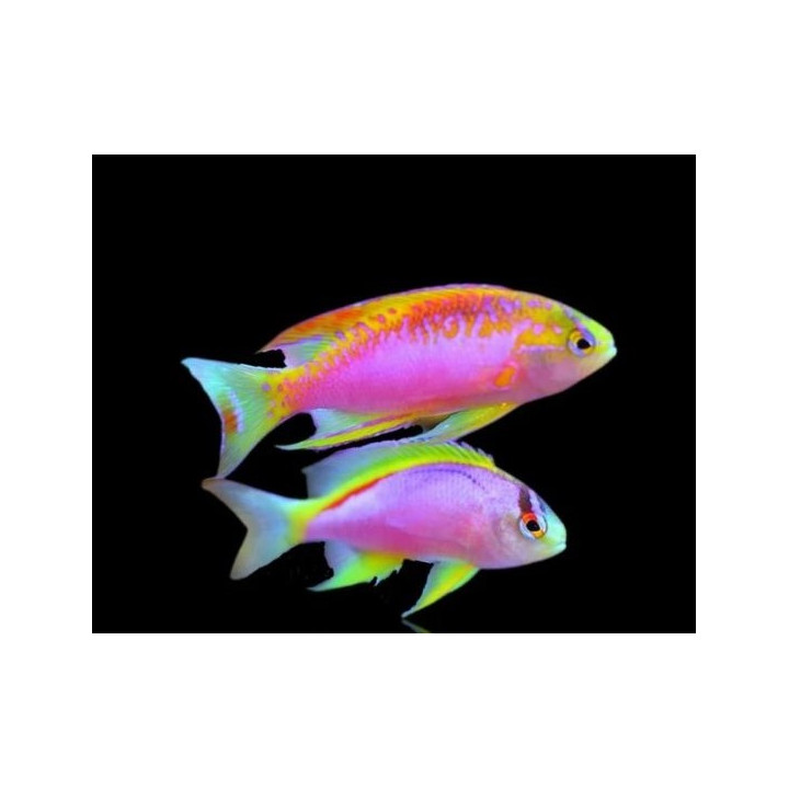 Pseudanthias ventralis Australie