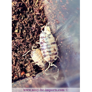 Porcellio laevis Panda