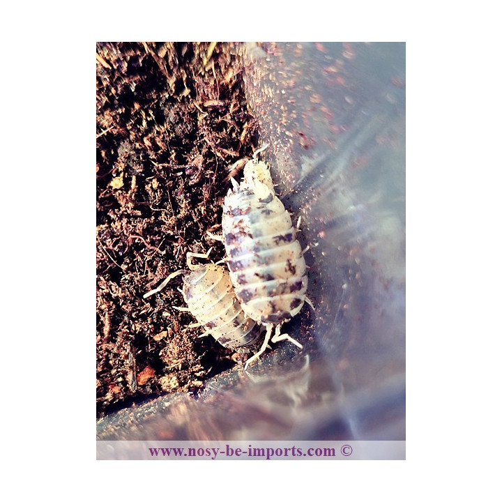 Porcellio laevis Panda