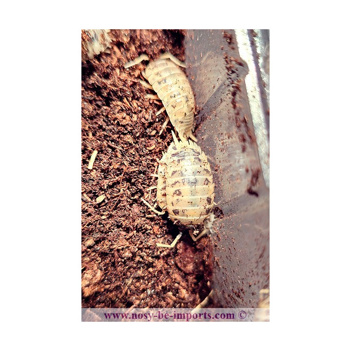 Porcellio laevis Panda