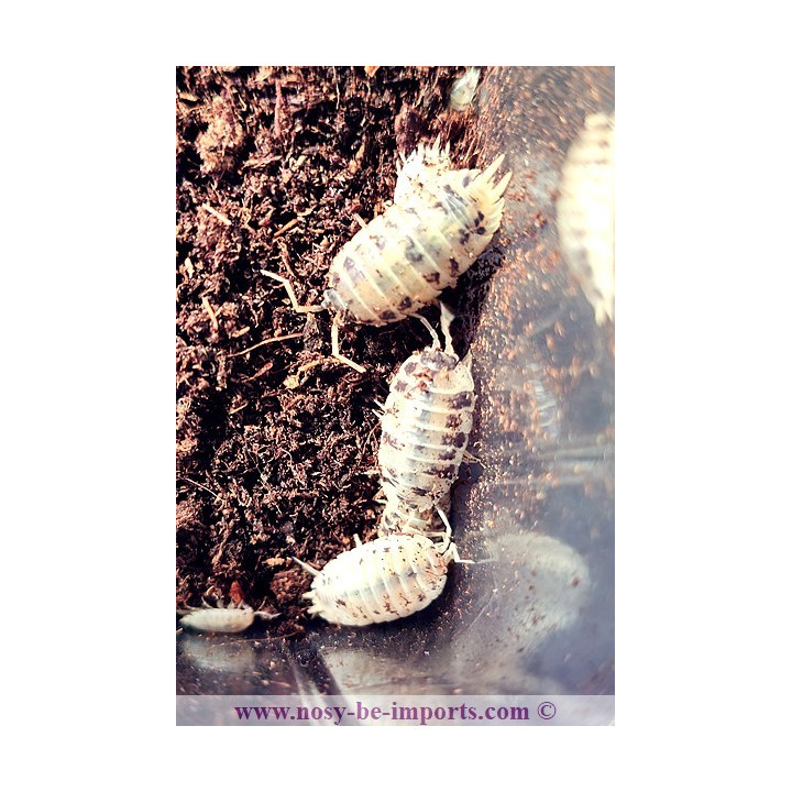 Porcellio laevis Panda