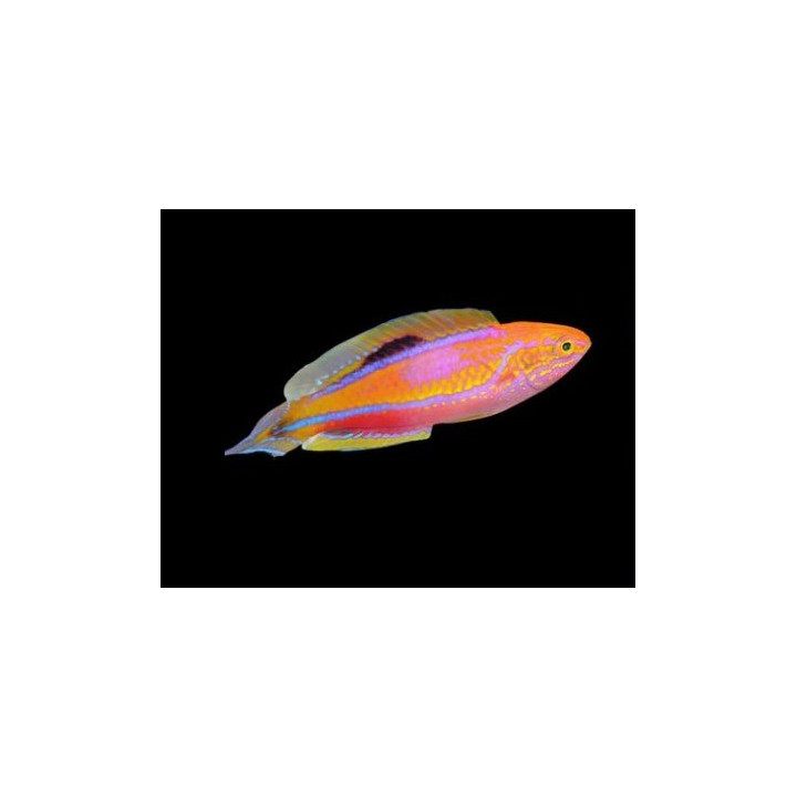 Cirrhilabrus isosceles mâle
