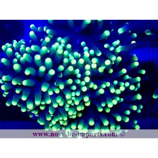 Euphyllia glabrescens Rasta