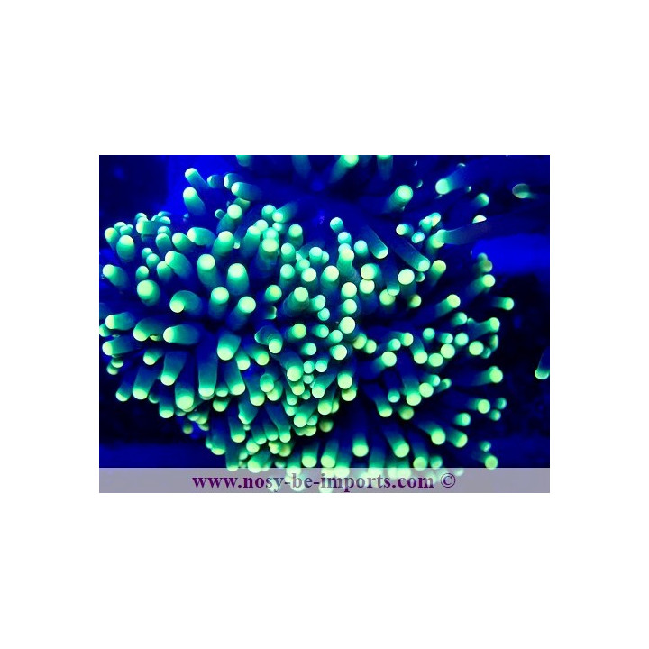 Euphyllia glabrescens Rasta