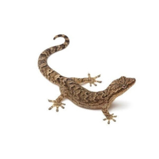 Lepidodactylus lugubris