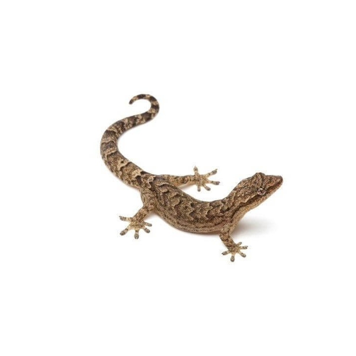 Lepidodactylus lugubris