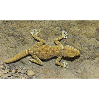 Ptyodactylus hasselquistii