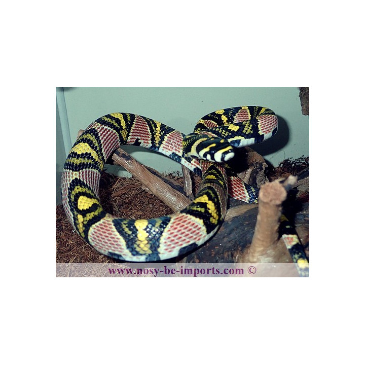 Euprepiophis mandarinus
