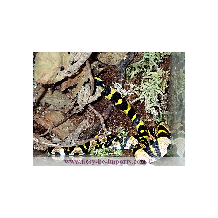 Euprepiophis mandarinus
